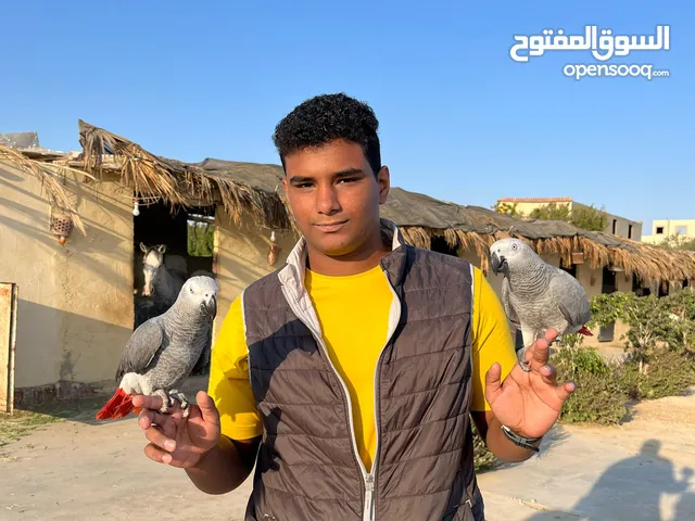 ببغاء / زنجباري /كاسكو /رماضي الافريقي