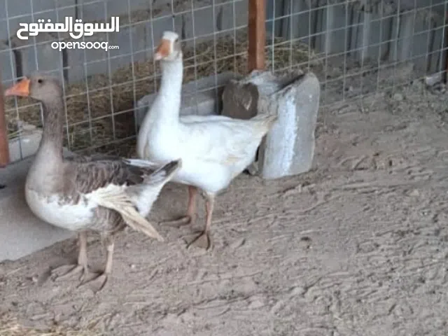 فحل بط فقط الفحل للبيع