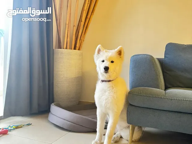 ساموید جمیل و الیف