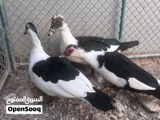 بط مصري للبيع