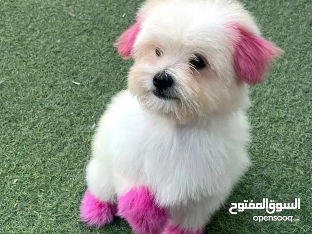 كلبة مالتيز ماخذة كل المطاعيم للتبني بدون مقابل