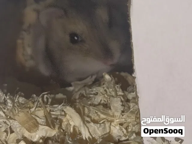 هامستر روسي العمر6اسابيع للبيع انتى مروضا عل يد