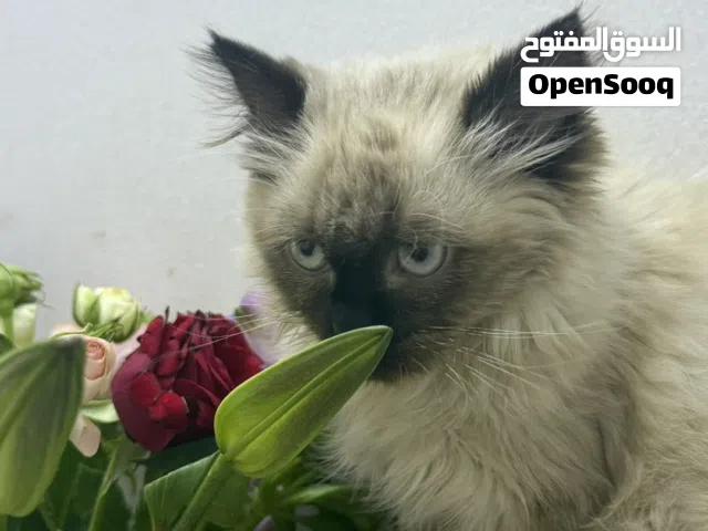قطه بصحه جيده جدا