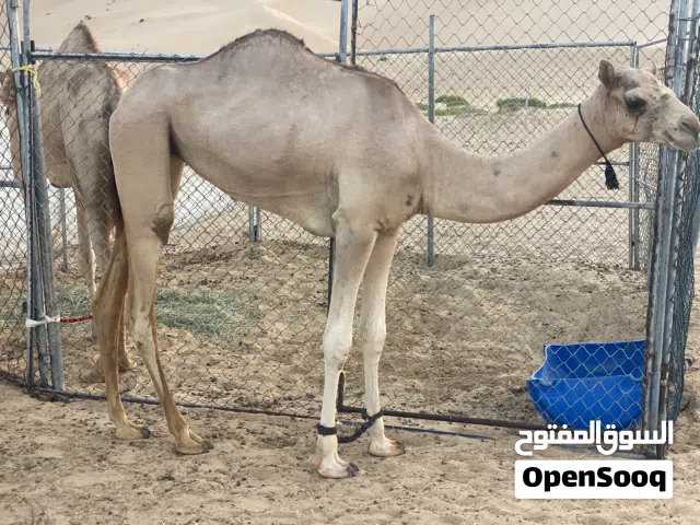 بكره فطيمه تصلح تربيه لحم