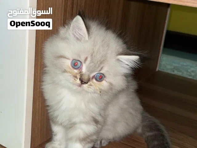 قط كيتن هملايا للبيع