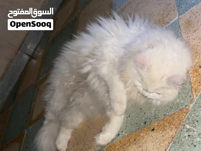شوف الفيديو واقرا الوصف