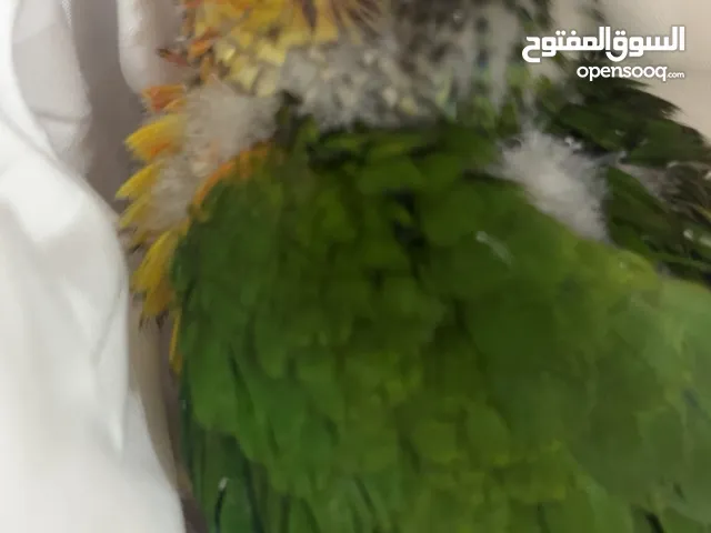 للبيع فرخ كنيور بداية طيران ومع كل اغراضه و سيرلاك يكفيك لين ماينفطم