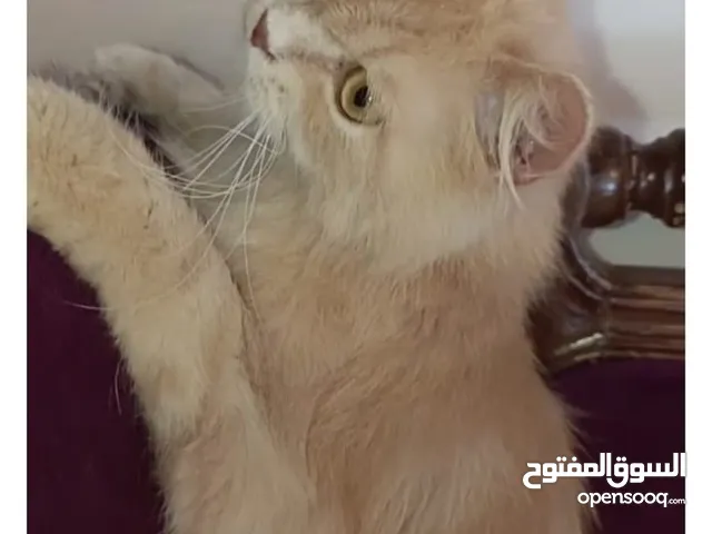 قط ذكر لون ذهبي
