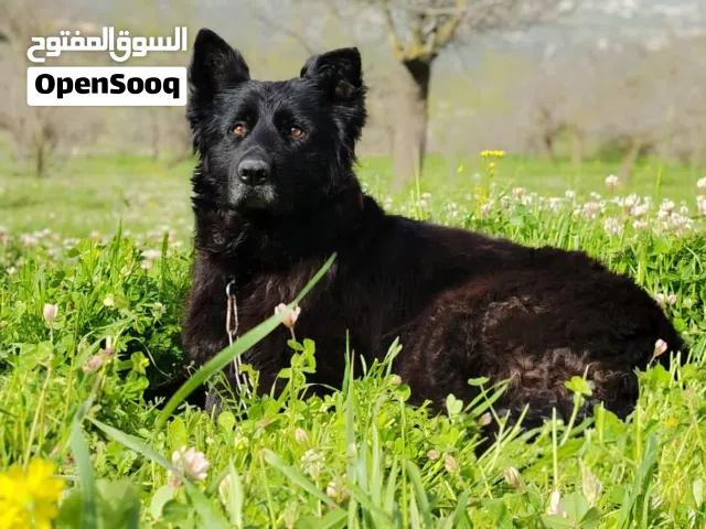 انثى جيرمن رويل بلاك مستوى حلو كسحه وشعر طويل ومتجه