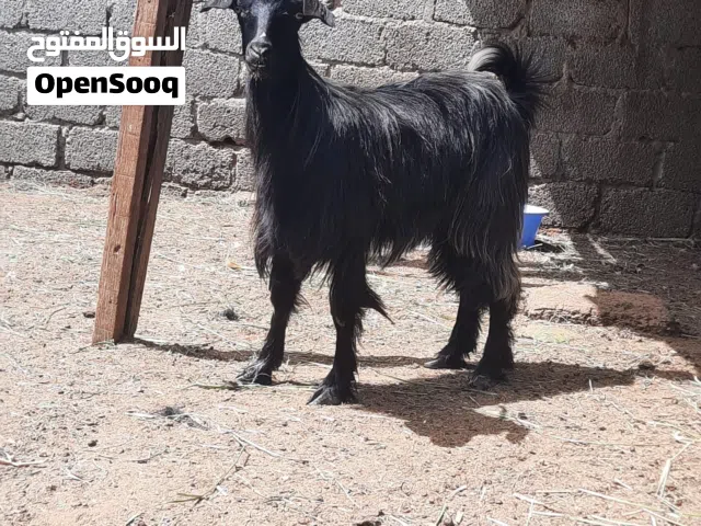 شاه عمانيه للبيع فرصه للاضحيه