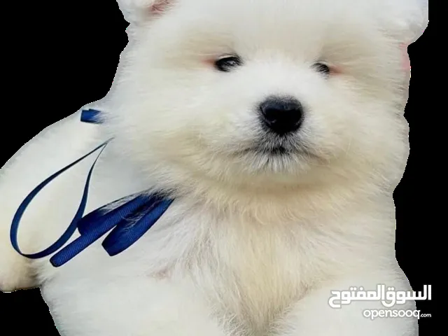 سامويد جراء مميزه