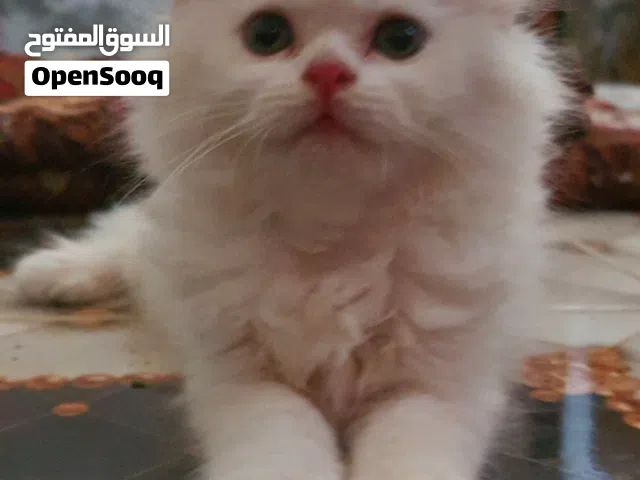ذكر شيرازي بيور