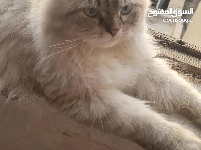 قط ذكر هملايا السعر قابل للتفاوض.