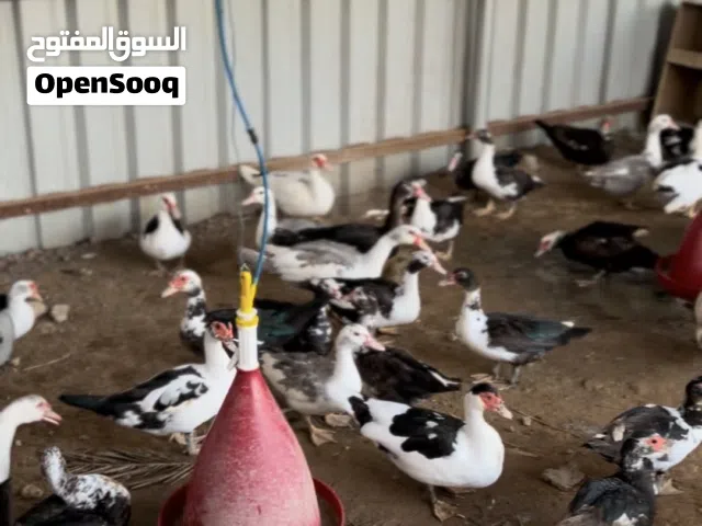 بط مصري 4شهور ما فوق الذكر 60 و الانثى 45