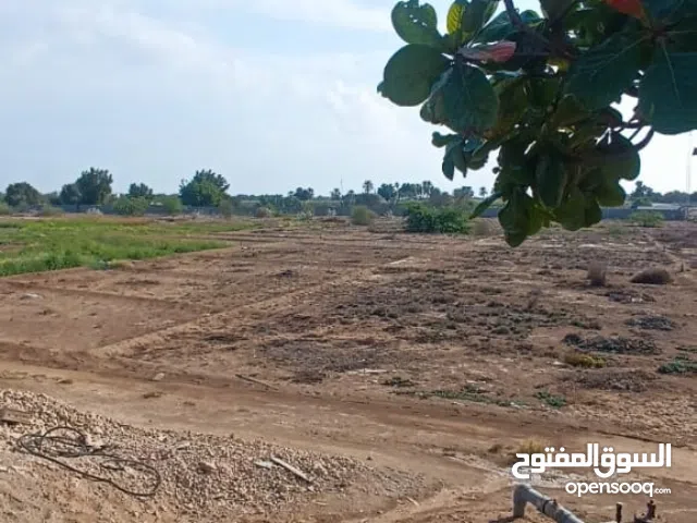 Farm Land for Rent in Al Batinah Al Masnaah