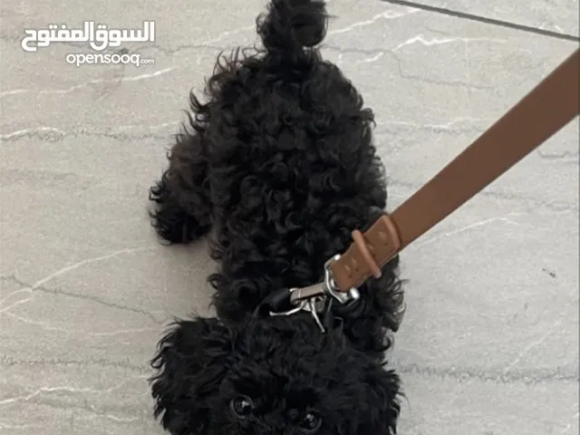 For selling black toy poodle