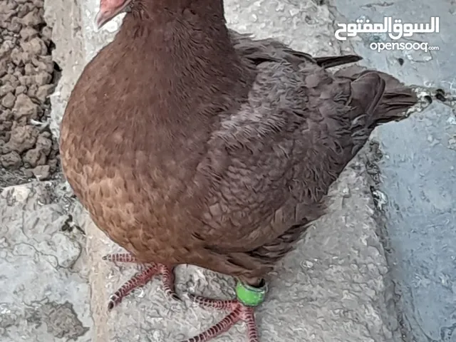 حمام كنج جامبو