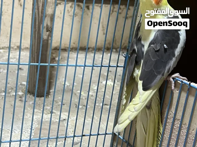 متاح نثيه جاهزه