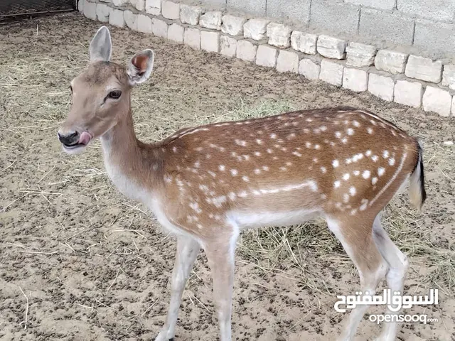 عنز غزال ايل