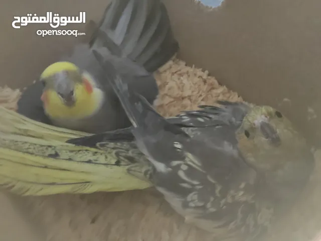جوز كوكيتل أهالي فراخ