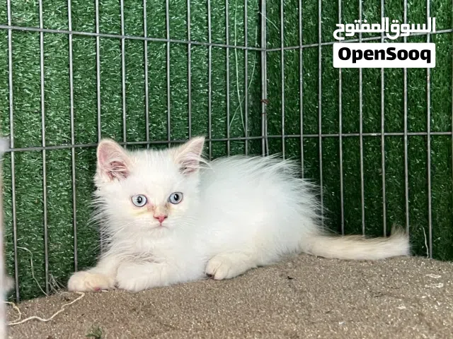 زوز دكوره اتصل ع رقم