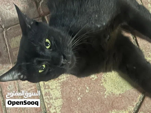 قط جميل لعوب ذكي للتبني بدون مقابل بدواعي السفر اسمه  (جمسي)