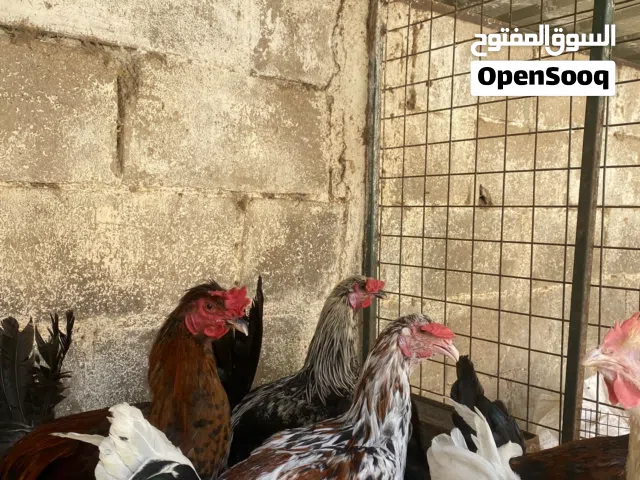 ديوك بلدية
