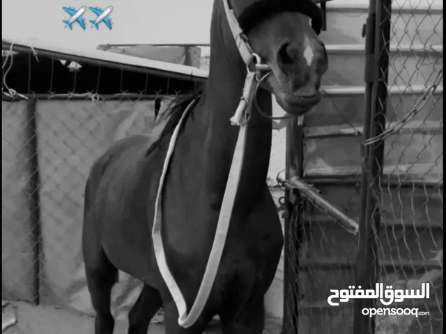 خيل شعبي كفو للبيع