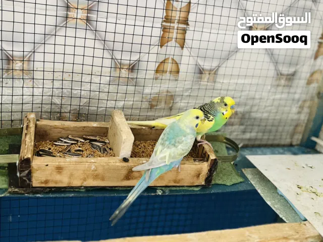 طيور الحب قره لوصف