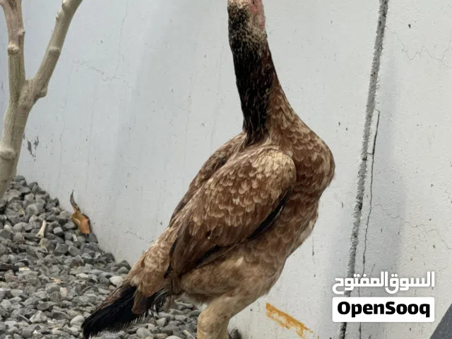 دجاج باكستاني