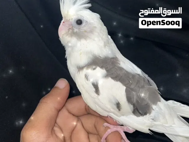 كوكتيل (متوه)