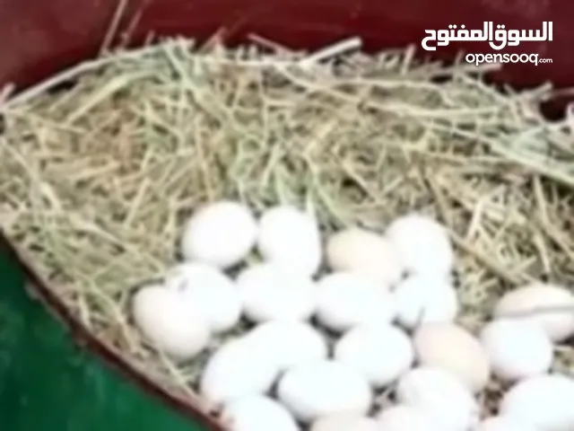 بيض عرب ملقح 2,بالف