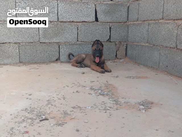 جرو مالنيوا