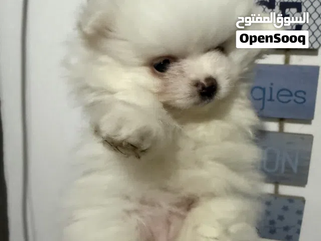 For sale male and femsle