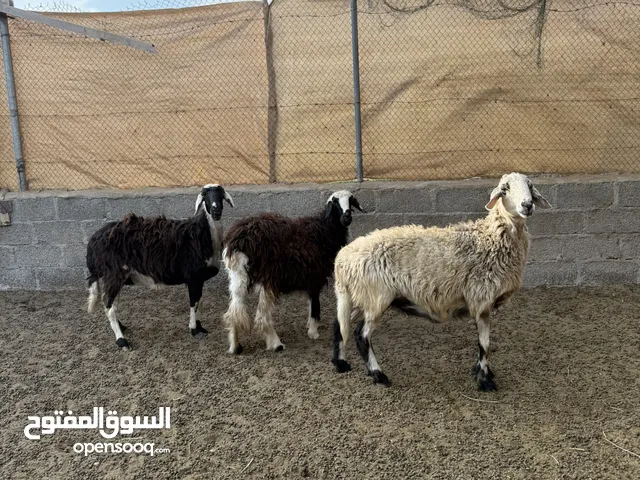 جعد تهجين نجدي للبيع