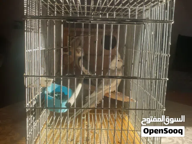 متزوج طيور كوكتيل للبيع من نوع لاتينو مقابل 450 الدرهم