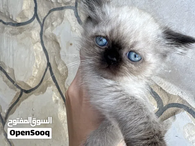 كتن هملايا بيور عمر  شهر