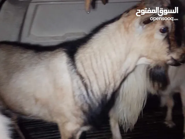 تيس البينو نخب