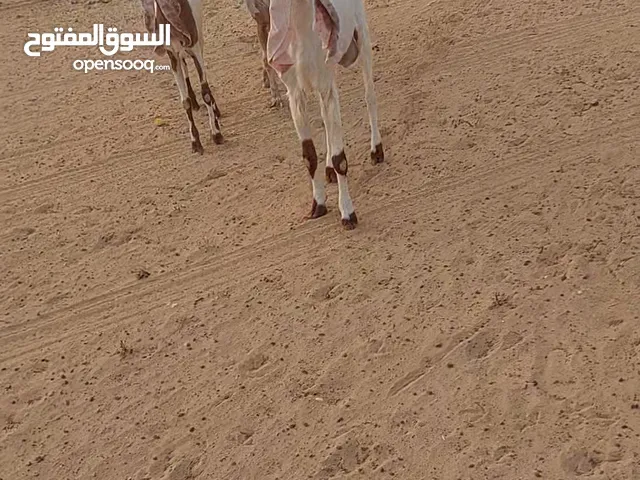 جدي الله يبارك نضافه
