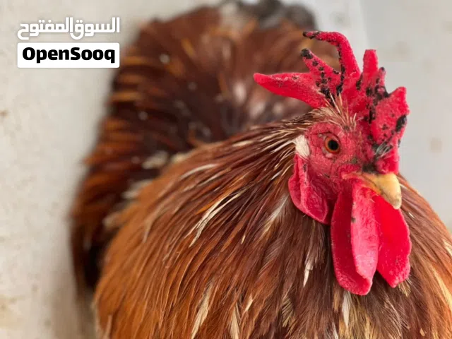 متوتر فروج استورلي ماشاءالله