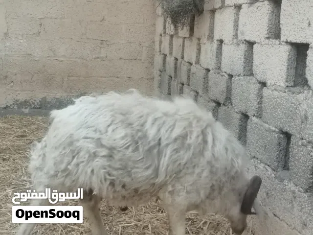 كبش عماني للبيع