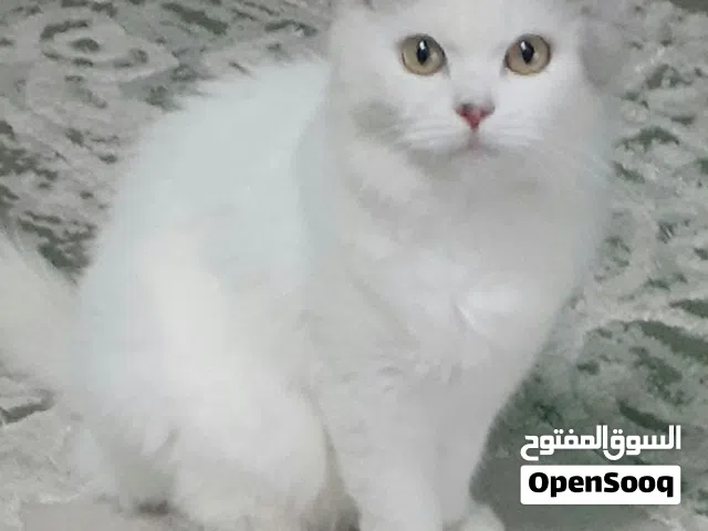 قطط للبيع شيرازيه
