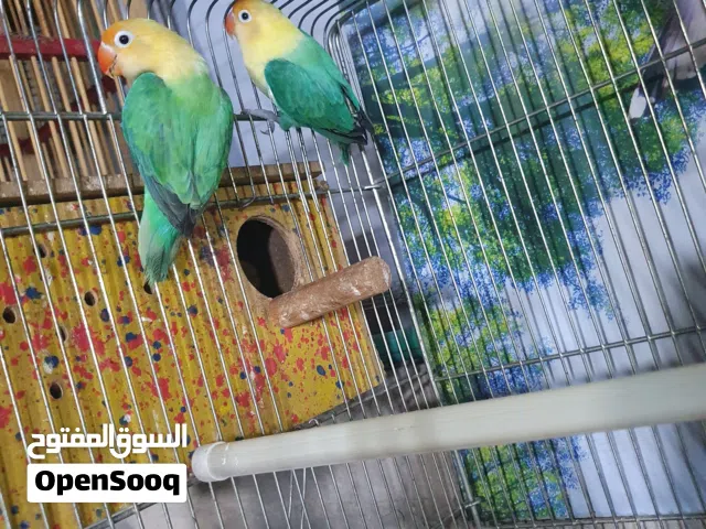غندوره فشر اوبلاين