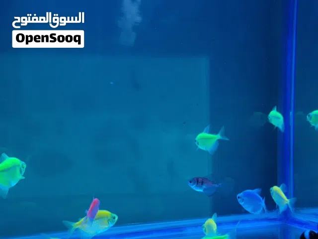 عرض لاسماك جلو تترا احجام كبيره السعر 1500 ريال