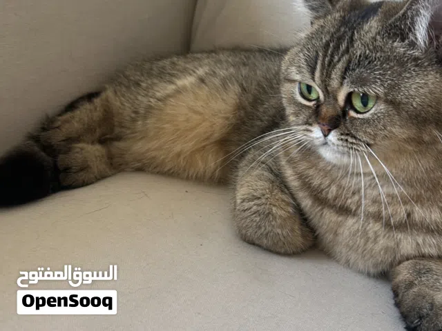 قطه بريتش شورت هير