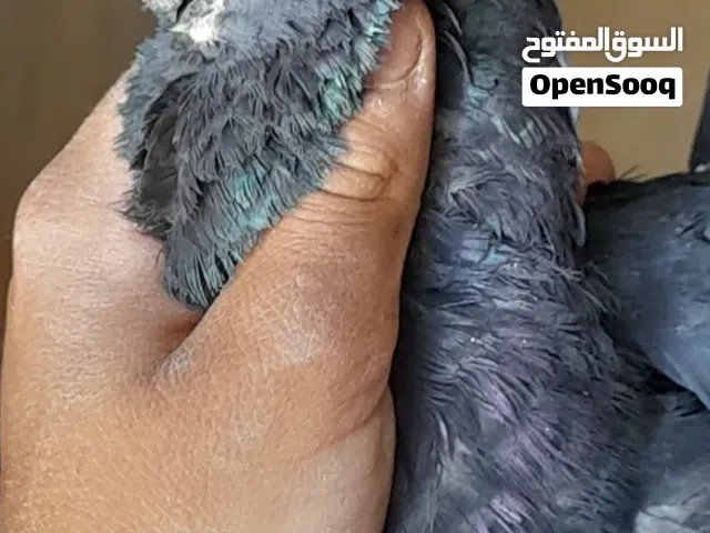 افراخ سطح طايره بالموقر كوم او قطع