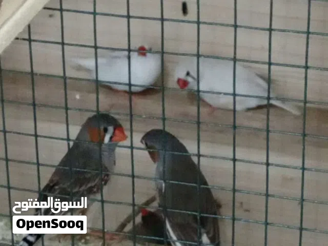 فناجس عاديات 3ازواج