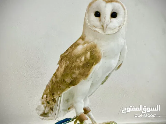 Female barn owl