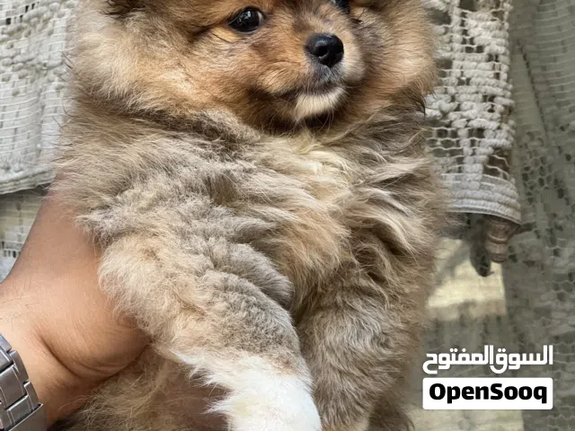 بومارنين Pomeranian