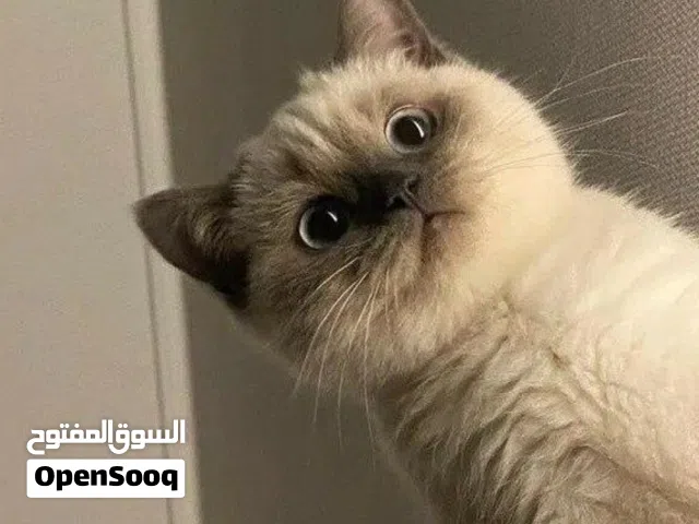 قطة اصلي للبيع